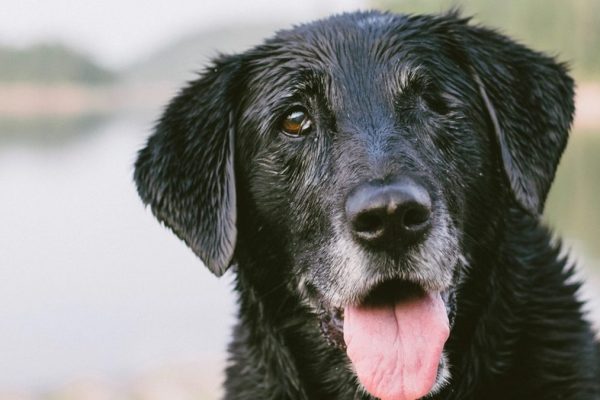Complete Dog Training Path