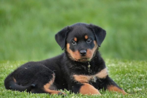 New Puppy Path