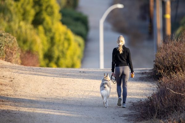 Well-Mannered Dog Path
