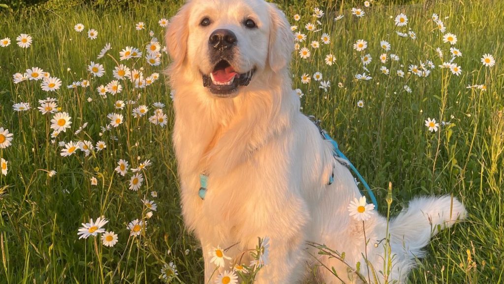 Biscuit